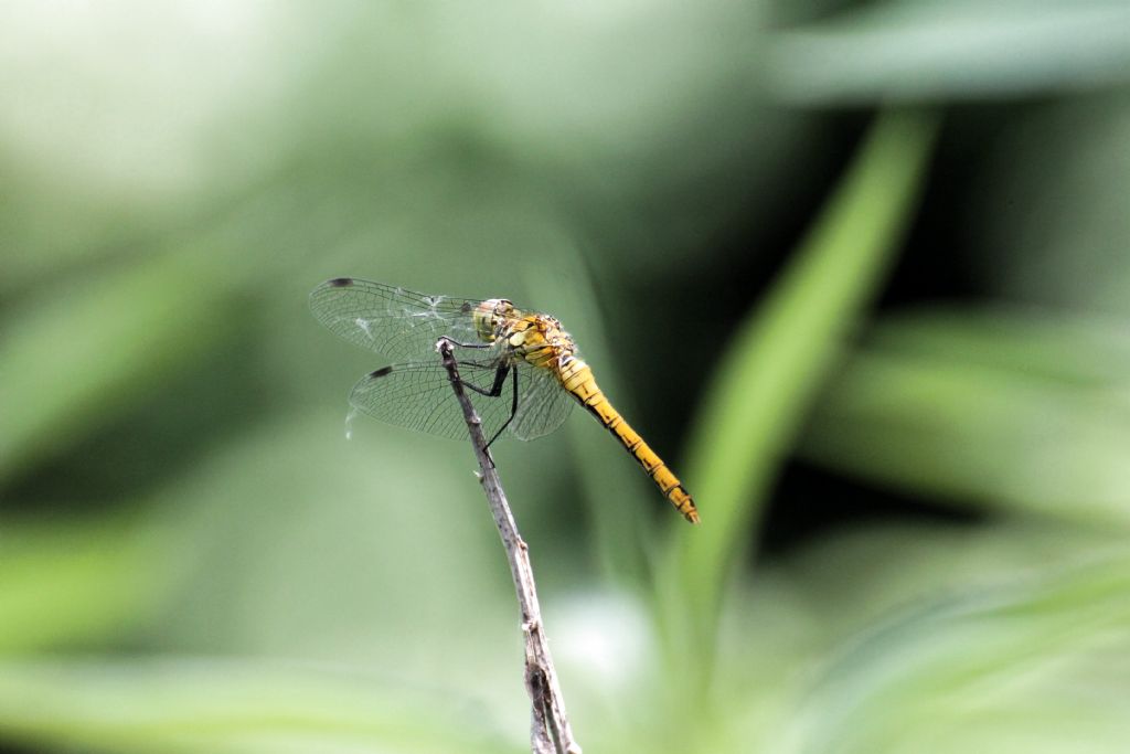 Sympetrum sanguineum
